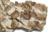 Fossil Plesiosaur (Thililua?) Vertebrae in Rock - Asfla, Morocco #328639-1